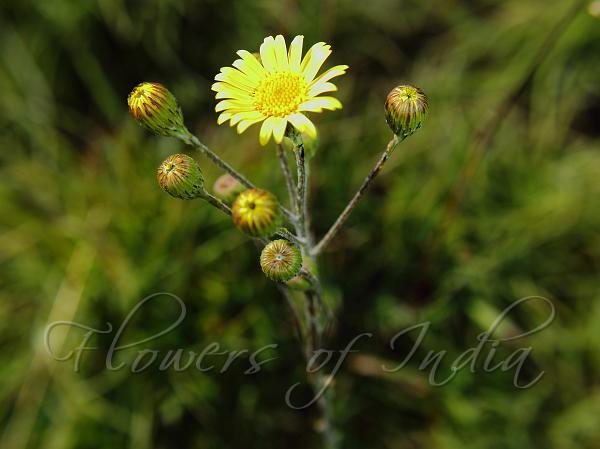 Lavender-Leaved Senecio